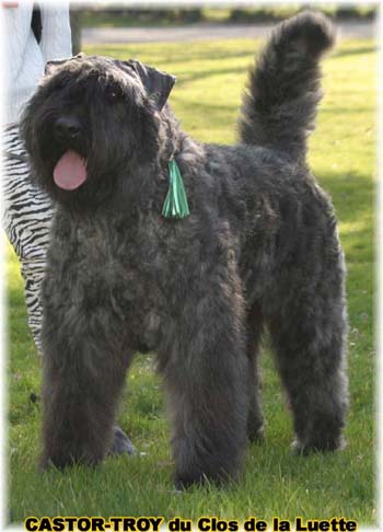 bouvier des flandres du clos de la luette - copyright d&eacute;pos&eacute;